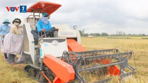 Đồng bằng sông Cửu Long: Giá lúa cao nhất trong nhiều năm trở lại đây (26/8/2020)
