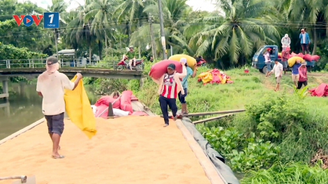 Nông dân Trà Vinh kém vui vì lúa hè thu năng suất thấp (23/8/2020)