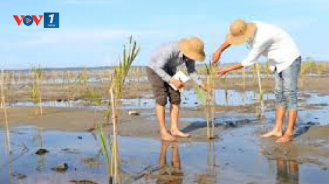 Bảo vệ và phát triển rừng ngập mặn – giải pháp phòng chống sạt lở ven biển (19/8/2020)