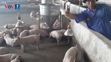 Ông chủ trang trại chăn nuôi từng là cậu bé bắt phi công (24/08/2020)