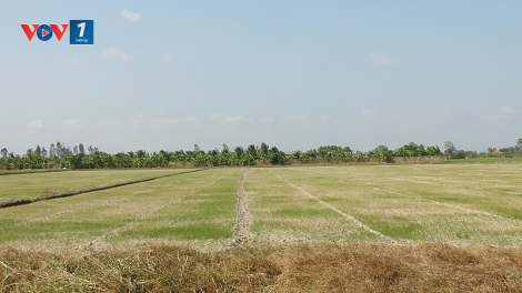 ĐBSCL phải làm gì để thích nghi và ứng phó với hạn mặn? (29/9/2020)