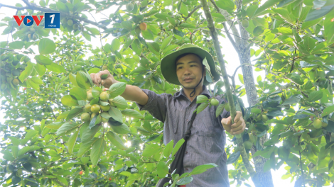 Hồng không hạt Bắc Kạn: Từ món quà quê thành thương hiệu (24/9/2020)