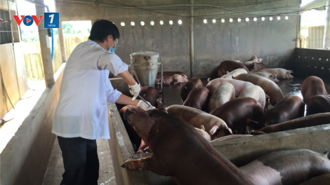ĐBSCL: Giá heo sụt giảm, hộ nuôi, người tiêu dùng thiệt thòi, thương lái hưởng lợi (13/9/2020)