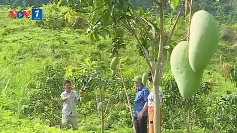 Sơn La phát triển cây ăn quả trên đất dốc, chủ trương hợp lòng dân (21/9/2020)