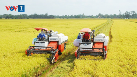 Đồng bằng Sông Cửu Long, vụ lúa Hè thu tiếp tục trúng mùa, được giá (08/09/2020)