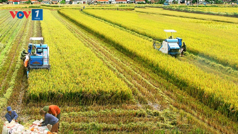 Vụ mùa 2020: Vĩnh Phúc bội thu với giống lúa thuần chất lượng cao (12/09/2020)