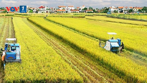 Ngành nông nghiệp nỗ lực hoàn thành mục tiêu xuất khẩu 41 tỷ USD (18/09/2020)