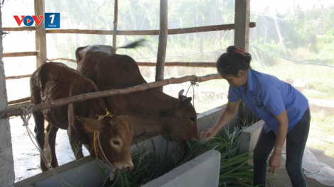 Đổi mới mô hình chăn nuôi để vươn lên tại Nghệ An (03/12/2020)