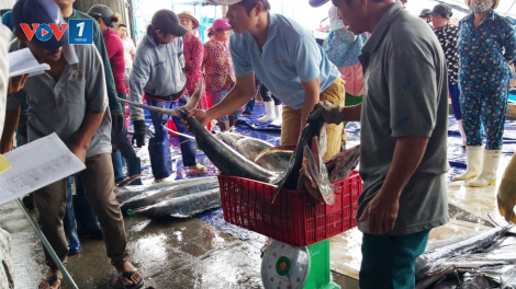 Khánh Hòa: Chợ đầu mối, cảng cá nhộn nhịp đầu năm mới (1/1/2020)