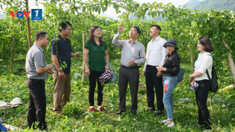 Những chính sách cần có để hỗ trợ sản xuất cho bà con nông dân tại Hòa Bình (19/10/2020)