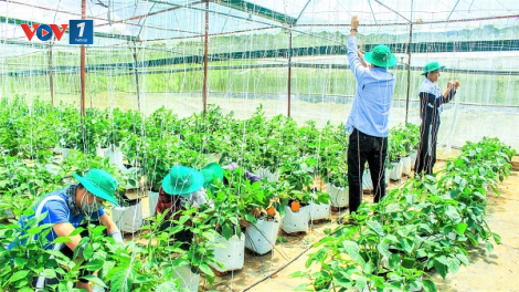Khi người trẻ quay về với nông nghiệp (30/01/2021)
