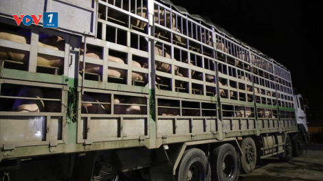 Gian dối trong cách ly lợn nhập khẩu, tiềm ẩn nguy cơ dịch bệnh: Trách nhiệm chính thuộc về cơ quan kiểm dịch (22/1/2021)