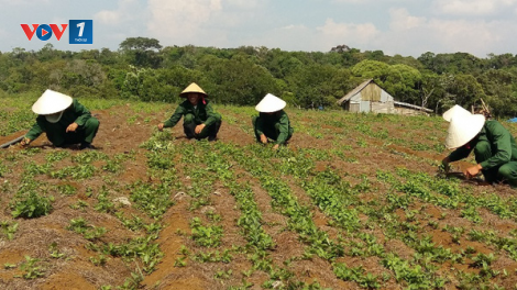 Xóa đói giảm nghèo từ cây dược liệu ở Kon Tum (26/11/2020)