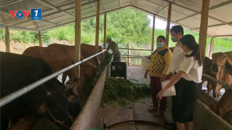 Khánh Hòa: Sinh kế cho người dân sau dịch bệnh Covid-19 (20/10/2021)