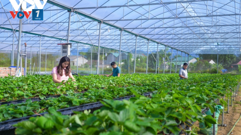 Vai trò của hợp tác xã nông nghiệp sau 20 năm thực hiện Nghị quyết 13 (22/10/2021)