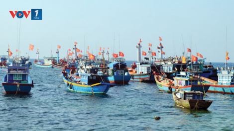 Linh hoạt khai thác hải sản trong điều kiện dịch bệnh covid (26/10/2021)