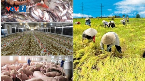 Tăng trưởng nông sản xuất khẩu – kinh nghiệm điều hành trong dịch bệnh của ngành nông nghiệp (8/10/2021)