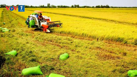 Sản xuất vụ Đông Xuân tập trung giảm giá thành (26/10/2021)