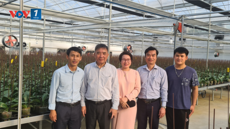 Chăm sóc hoa lan chuẩn bị cho thị trường hoa Tết (05/11/2021)