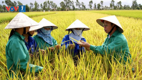 Nông nghiệp là trụ đỡ vững chắc khi biến động (08/11/2021)