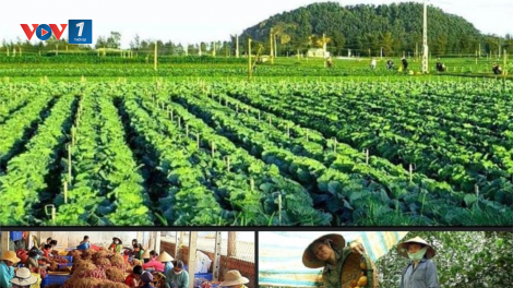 Những kết quả của Nghị quyết 26 về Phát triển nông nghiệp, nông dân, nông thôn (15/11/2021)