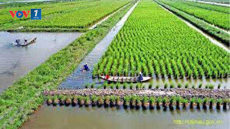 Cà Mau khôi phục sản xuất nông nghiệp sau dịch bệnh (03/11/2021)