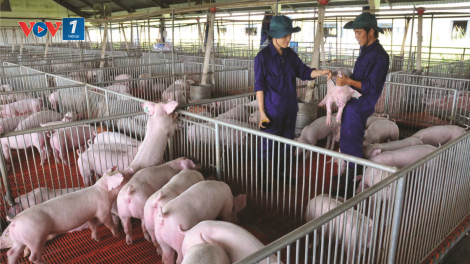 Phát triển bền vững chăn nuôi gia súc trong hội nhập (04/11/2021)
