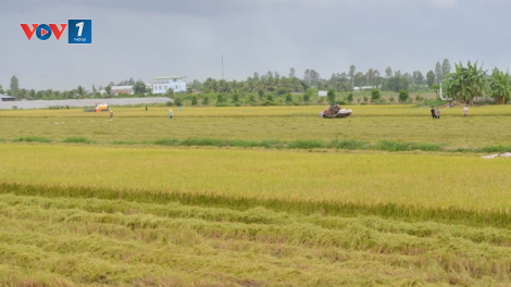 Nam Trung Bộ, Tây Nguyên vượt thách thức hướng tới vụ đông xuân 2021 - 2022 thắng lợi (09/11/2021)