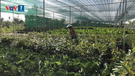 Hiệu quả chuyển đổi cơ cấu cây trồng ở Bến Tre (23/11/2021)