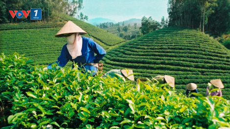 Thái Nguyên: Hợp tác xã trồng chè liên kết để cùng phát triển (30/12/2021)