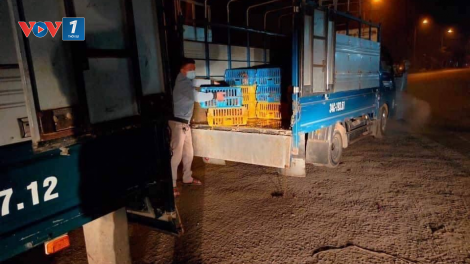 Hải Dương: Gỡ khó tiêu thụ nông sản, gia cầm giữa tâm dịch (2/2/2021)