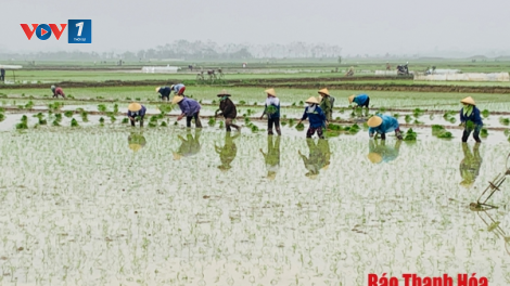 Thanh Hoá: sau Tết, nông dân nô nức xuống đồng gieo cấy vụ chiêm xuân (18/2/2021)