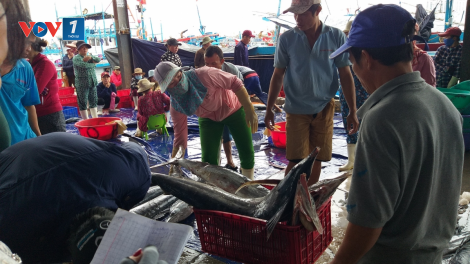 Ngư dân Nam Trung bộ đánh bắt xuyên Tết được mùa (18+19/02/2021)