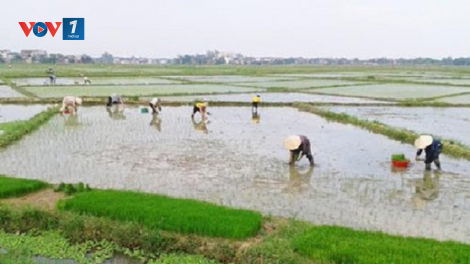 Rút ngắn thời gian xả nước vụ đông xuân 2020 - 2021 – Cơ bản đủ nước cho sản xuất nông nghiệp (27/02/2021)