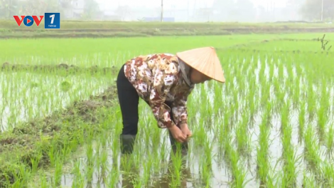 Thanh Hoá: sau Tết, nông dân nô nức xuống đồng gieo cấy vụ chiêm xuân (18/02/2021)