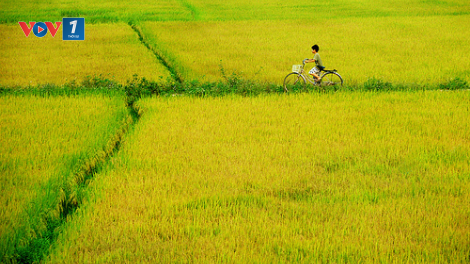 Chương trình Mùa vàng đặc biệt mùng 1 Tết Tân Sửu: "Xuân trên đồng vàng" (12/02/2021)