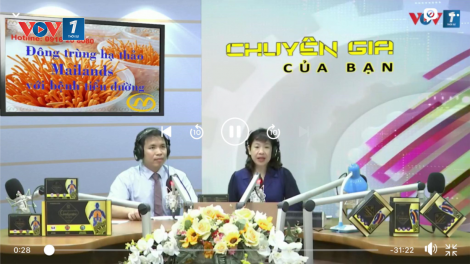 Đông trùng hạ thảo Mailands với bệnh tiểu đường (19/3/2021)