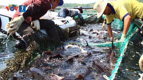 Tăng cường kiểm tra, kiểm soát, ngăn chặn hành vi kinh doanh, nhập khẩu cá tầm (23/3/2021)