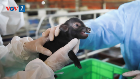 Chủ động trong nghiên cứu và làm chủ công nghệ bảo tồn những gene bản địa quý hiếm- góc nhìn từ việc nhân bản thành công giống lợn ỉ (21/03/2021)