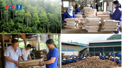 Yên Bái: phát triển kinh tế lâm nghiệp bền vững trong biến đổi khí hậu (16/03/2021)