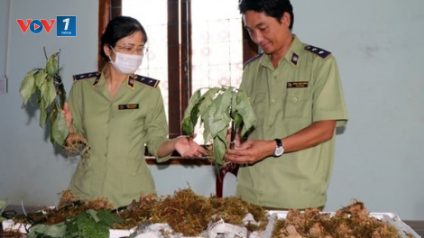 Bắt vụ vận chuyển sâm Ngọc Linh giả tại "thủ phủ" sâm thật (4/3/2021)