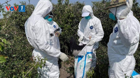 Campuchia: Hàng nghìn con chim chết vì cúm H5N1 (26/3/2021)