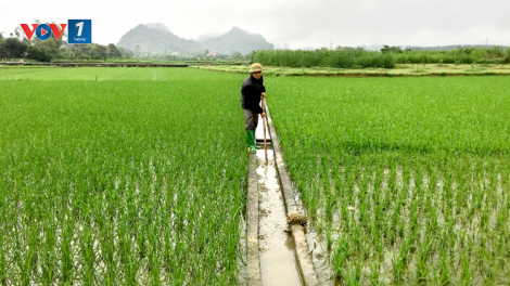 Kết thúc 3 đợt lấy nước: Tích cực tưới dưỡng lúa vụ đông xuân 2020 - 2021 (04/03/2021)