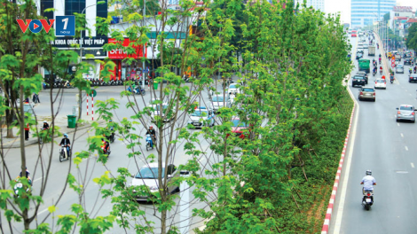 Hà Nội quyết định thay thế cây phong cũng chóng vánh như khi trồng (07/04/2021)