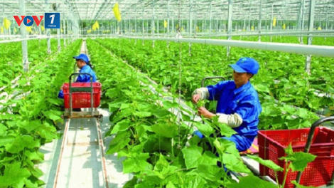Đổi mới sáng tạo “mở đường” cho nông nghiệp bứt phá (13/04/2021)