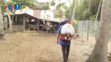 Bình Định tăng cường kiểm soát phòng bệnh viêm da nổi cục trên trâu bò (19/04/2021)