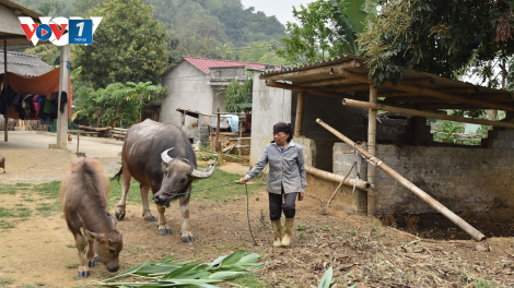Nhiều hộ nghèo ở Bảo Thắng, Lào Cai, bán trâu giống sau khi được hỗ trợ (3/4/2021)
