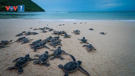 Bảo tồn rùa biển – Lộ trình bảo vệ thủy hải sản quý hiếm (15+16/04/2021)