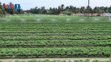 Sản xuất nông nghiệp thích ứng biến đổi khí hậu ở đồng bằng sông Cửu Long (01 + 02/05/2021)