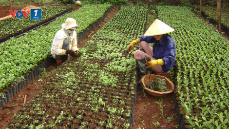 Giống cây trồng kém chất lượng làm khổ nông dân (05/04/2021)